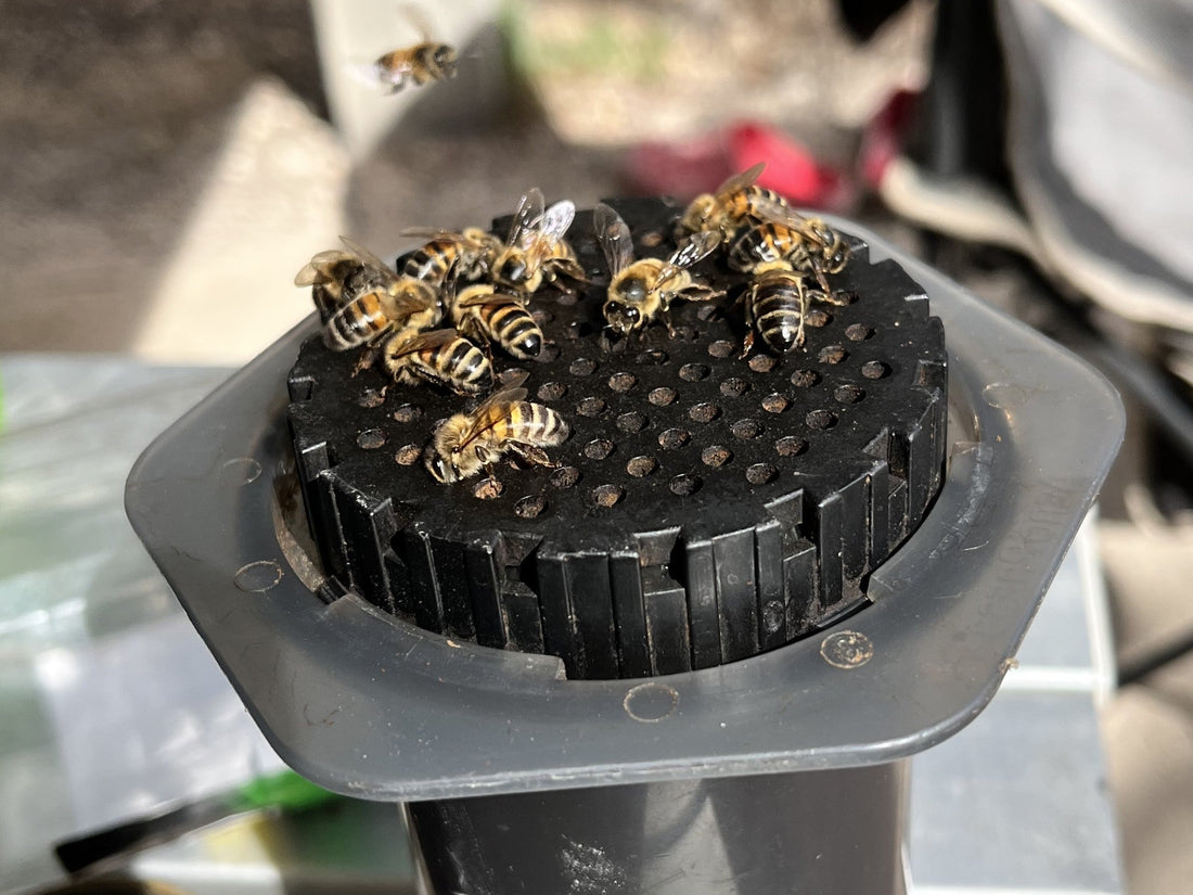 Birds and the bees, and bikinis.